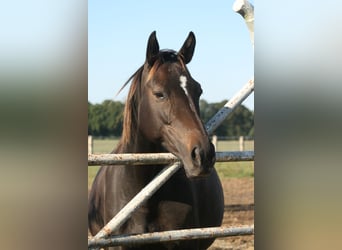 Trakehner, Merrie, 11 Jaar, Donkerbruin