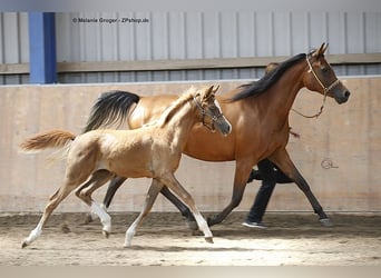 Trakehner, Merrie, 12 Jaar, 158 cm, Bruin