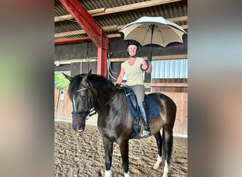Trakehner, Merrie, 12 Jaar, 167 cm, Zwartbruin