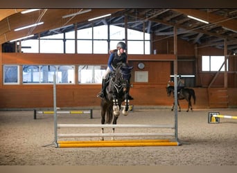 Trakehner, Merrie, 12 Jaar, 167 cm, Zwartbruin