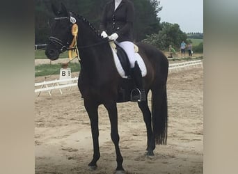 Trakehner, Merrie, 12 Jaar, Zwart