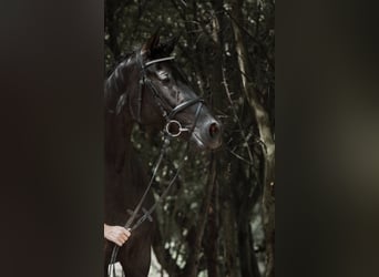 Trakehner, Merrie, 12 Jaar, Zwart