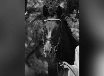 Trakehner, Merrie, 12 Jaar, Zwart