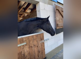 Trakehner, Merrie, 12 Jaar, Zwart
