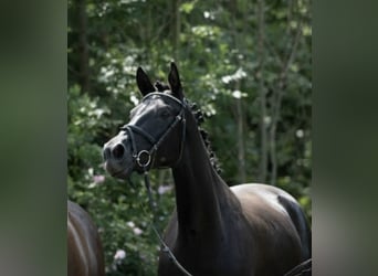 Trakehner, Merrie, 12 Jaar, Zwart