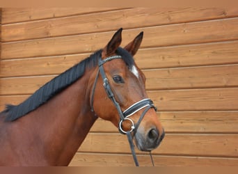 Trakehner, Merrie, 13 Jaar, 160 cm, Bruin