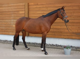 Trakehner, Merrie, 13 Jaar, 160 cm, Bruin