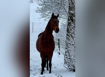 Trakehner, Merrie, 13 Jaar, 163 cm, Bruin