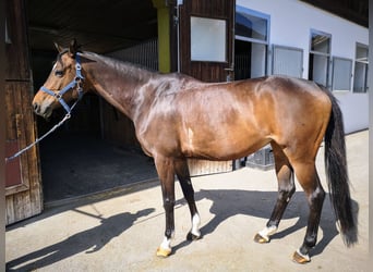 Trakehner, Merrie, 13 Jaar, 163 cm, Donkerbruin