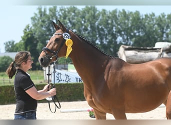 Trakehner, Merrie, 13 Jaar, 165 cm, Brauner