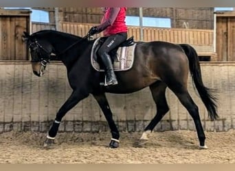 Trakehner, Merrie, 13 Jaar, 165 cm, Donkerbruin