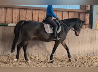 Trakehner, Merrie, 13 Jaar, 165 cm, Donkerbruin