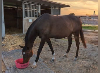 Trakehner, Merrie, 13 Jaar, 165 cm, Donkerbruin