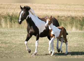 Trakehner, Merrie, 13 Jaar, 165 cm, Gevlekt-paard