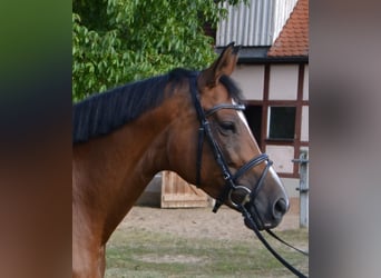 Trakehner, Merrie, 13 Jaar, 167 cm, Brauner