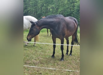 Trakehner, Merrie, 13 Jaar, 168 cm, Bruin