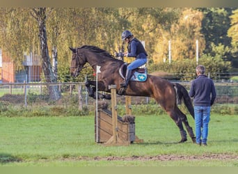 Trakehner, Merrie, 13 Jaar, 170 cm, Donkerbruin