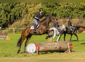 Trakehner, Merrie, 13 Jaar, 170 cm, Donkerbruin