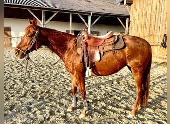 Trakehner Mix, Merrie, 14 Jaar, 155 cm, Donkere-vos
