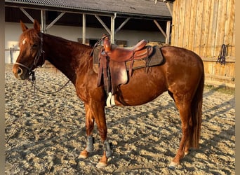 Trakehner Mix, Merrie, 14 Jaar, 158 cm, Donkere-vos