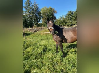 Trakehner, Merrie, 14 Jaar, 164 cm, Donkerbruin