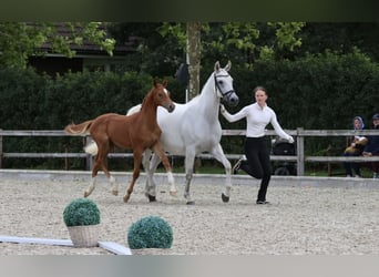 Trakehner, Merrie, 14 Jaar, 164 cm, Schimmel