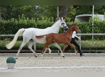 Trakehner, Merrie, 14 Jaar, 164 cm, Schimmel