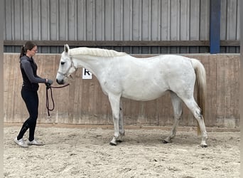 Trakehner, Merrie, 14 Jaar, 164 cm, Schimmel
