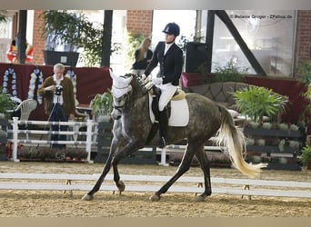 Trakehner, Merrie, 14 Jaar, 164 cm, Schimmel