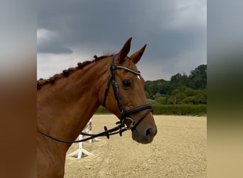 Trakehner, Merrie, 14 Jaar, 164 cm, Vos