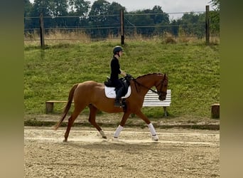 Trakehner, Merrie, 14 Jaar, 164 cm, Vos