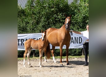 Trakehner, Merrie, 14 Jaar, 164 cm, Vos