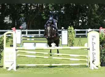 Trakehner, Merrie, 14 Jaar, 167 cm, Zwart