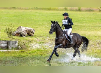 Trakehner, Merrie, 14 Jaar, 167 cm, Zwart