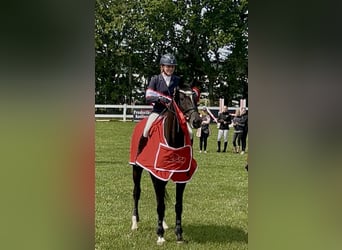 Trakehner, Merrie, 14 Jaar, 167 cm, Zwart