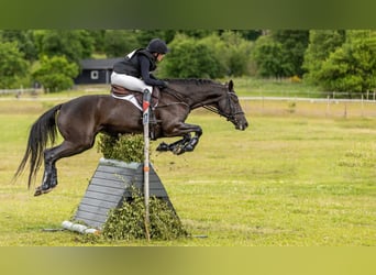 Trakehner, Merrie, 14 Jaar, 167 cm, Zwart