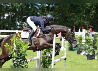 Trakehner, Merrie, 14 Jaar, 167 cm, Zwart