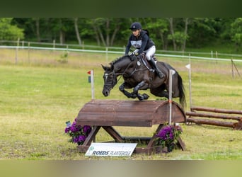 Trakehner, Merrie, 14 Jaar, 167 cm, Zwart