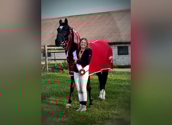 Trakehner, Merrie, 14 Jaar, 167 cm, Zwart