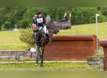Trakehner, Merrie, 14 Jaar, 167 cm, Zwart