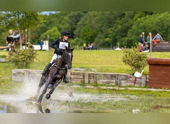 Trakehner, Merrie, 14 Jaar, 167 cm, Zwart