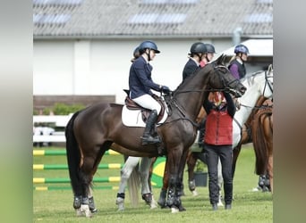 Trakehner, Merrie, 14 Jaar, 167 cm, Zwart