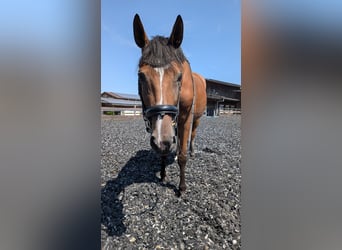 Trakehner, Merrie, 14 Jaar, 168 cm, Bruin