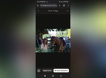 Trakehner Mix, Merrie, 15 Jaar, 153 cm, Vos