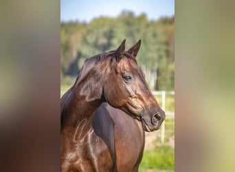 Trakehner, Merrie, 15 Jaar, 163 cm, Donkerbruin