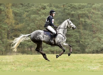 Trakehner, Merrie, 15 Jaar, 164 cm, Vliegenschimmel