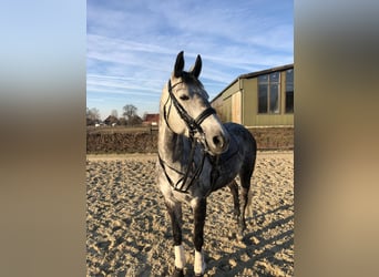 Trakehner, Merrie, 15 Jaar, 164 cm, Vliegenschimmel