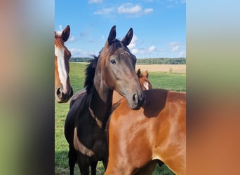 Trakehner, Merrie, 15 Jaar, 168 cm, Bruin