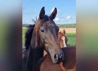 Trakehner, Merrie, 15 Jaar, 168 cm, Bruin