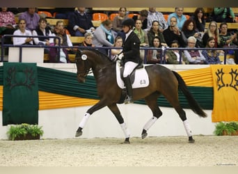 Trakehner, Merrie, 15 Jaar, 168 cm, Bruin